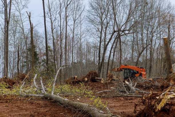 Best Storm Damage Tree Cleanup  in Bellville, TX