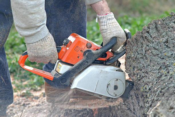 How Our Tree Care Process Works  in  Bellville, TX