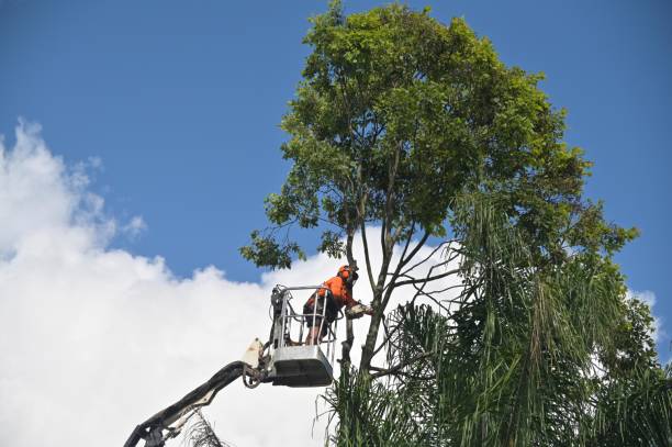 Best Lot and Land Clearing  in Bellville, TX