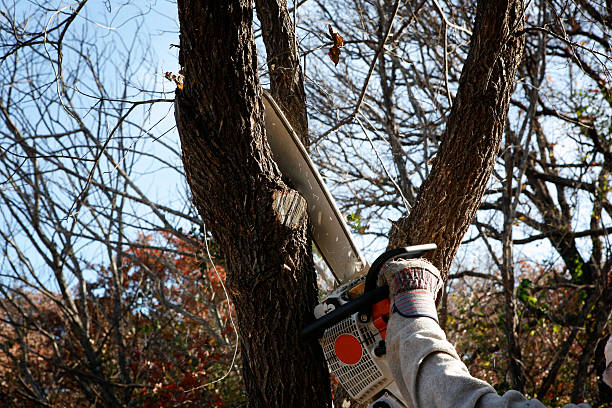 Best Hedge Trimming  in Bellville, TX